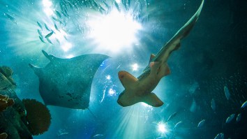 Shark Returned To Aquarium After Three People Stole It In Broad Daylight By Disguising It As A Baby