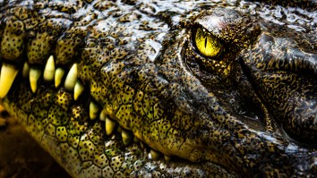 Massive 15-Foot, 1,300-Pound Crocodile Finally Captured After Being Hunted By Authorities For A Decade