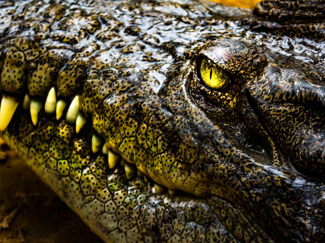 Face of Crocodile and beautiful eye and teeth