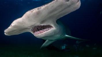 Texas Fisherman Catches MASSIVE 14-Foot Hammerhead That Looks Big Enough To Eat A Dolphin