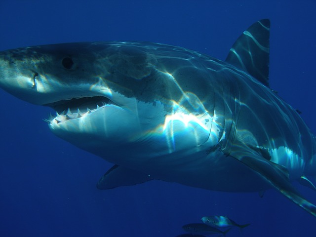 great-white-shark-shark