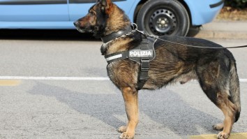Colombian Drug Cartel Puts Out A $70,000 Hit On Drug-Sniffing Dog