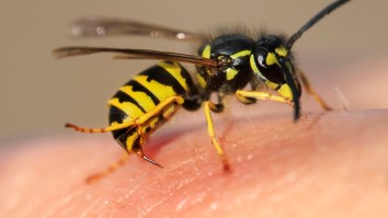 An Insane Swarm Of Bees Descended Upon A Hot Dog Stand In Times Square Causing Police To Take Action