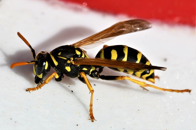 wasps