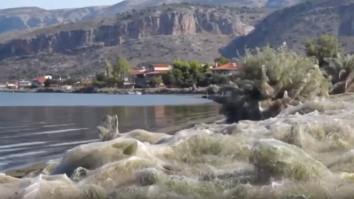 Greek Town Is Covered In Spiderwebs And We May Have To Nuke Greece To Save The World From A Spider Invasion