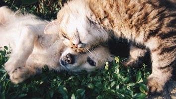 Science Weighs In On Who’s Smarter Cats Or Dogs
