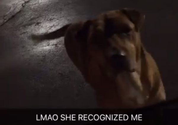 gold_digging_dog_mcdonalds