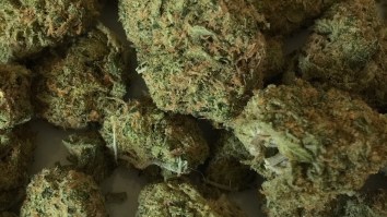 Researchers Find Poop Traces In Nearly 75% Of Weed Tested At Festival In Spain – Should U.S. Smokers Be Worried?