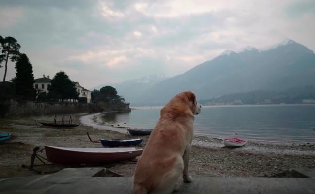 netflix dogs first trailer