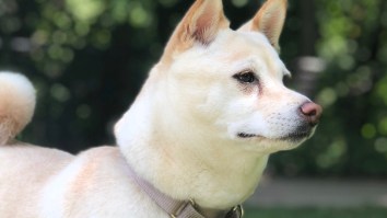 A New Study Claims Dogs Are Not ‘Exceptional’ Animals And This New Study Can Pick My Sh*t Up Off The Sidewalk