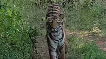 Terrifying Video Of Tiger Chasing Tourists In A Jeep Looks Just Like ‘Jurassic Park’ But Without Dinosaurs