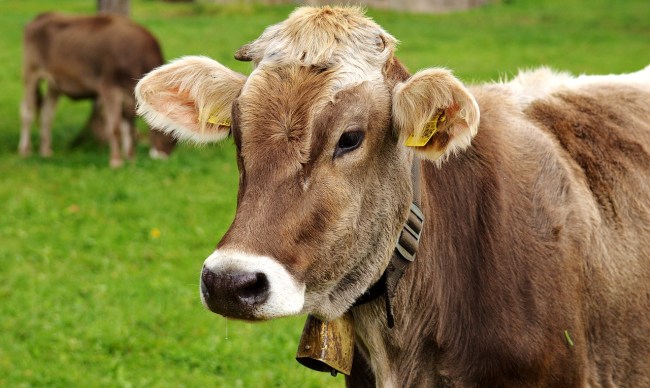 peta anti animal idioms