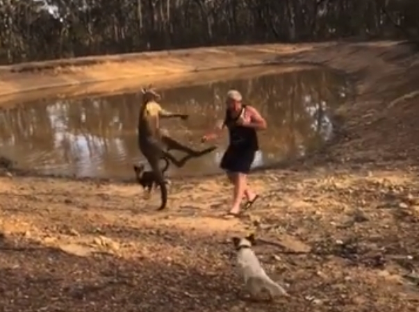 kangaroo_fight