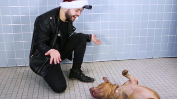 Magician Performs Tricks For Amazed Shelter Dogs And This Is The Internet At Its Absolute Best