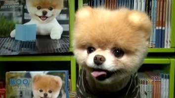 Boo The Pomeranian, The World’s Cutest Dog, Has Died And We All Gonna Miss This Adorable Son Of A B*tch