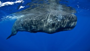Here’s Why Whale Poop Is An Absurdly Expensive Item At $7,000 Per Pound…Yes, Whale Poop