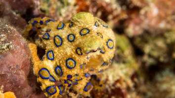 Certified Genius Goes Viral After Grabbing A Deadly Octopus That Can Kill 26 Humans In Minutes
