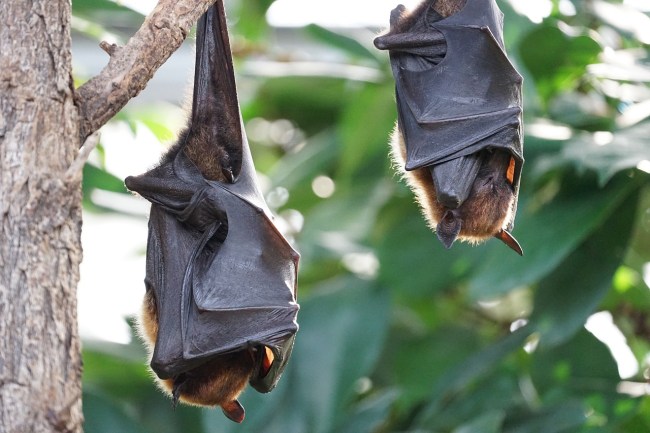 bat flu spreading to humans