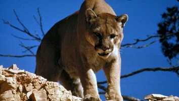 Utah Man Goes Viral For His Terrifying Six-Minute-Long Showdown With A Cougar While On A Hike