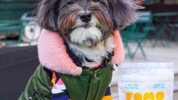 Allow The Power Of Hemp To Calm Your Dog Down Thanks To FOMO Bones CBD Dog Treats