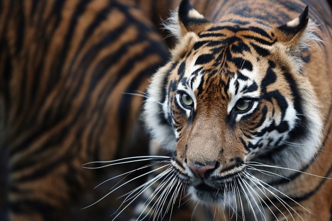 LONDON, ENGLAND - JANUARY 05:  A Sumatran Tiger walks through it's enclosure during the ZSL London Zoo's annual stocktake of animals on January 5, 2015 in London, England. The zoo's annual stocktake requires keepers to check on the numbers of every one of the 800 different animal species, including every invertebrate, bird, fish, mammal, reptile, and amphibian.  (Photo by Dan Kitwood/Getty Images)