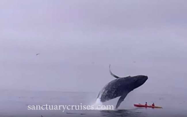 humpback whale