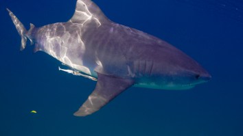 Diver Forced To Fend Off Tiger Shark Using A Spear Gun After The Shark Won’t Leave Him TF Alone