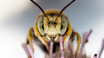 The World’s Largest Bee Was Spotted For The First Time In Almost 40 Years And HOLY MOLY It’s A Monster