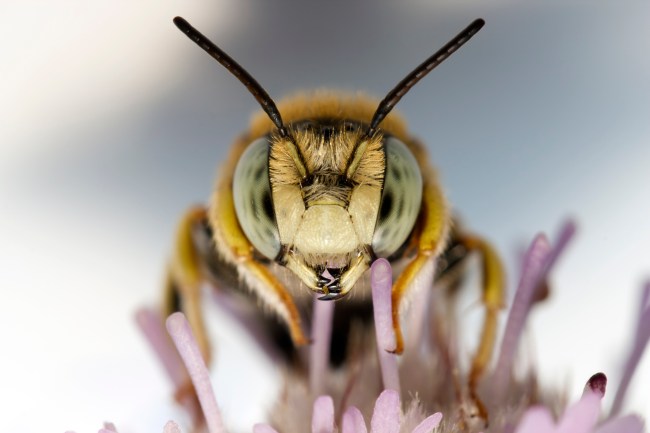 Bee closeup