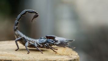 This Massive Poisonous Scorpion That Was Found Crawling In The Overhead Bin During A Flight Is NOPE City
