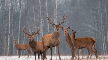 Deadly ‘Zombie’ Deer Disease Could Spread To Humans In The Coming Years According To New Study