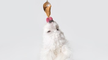 Worst Fantasy Football Punishment Ever? Loser Covers Himself In Peanut Butter At The Dog Park