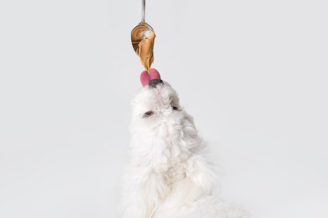 dog eating peanut butter