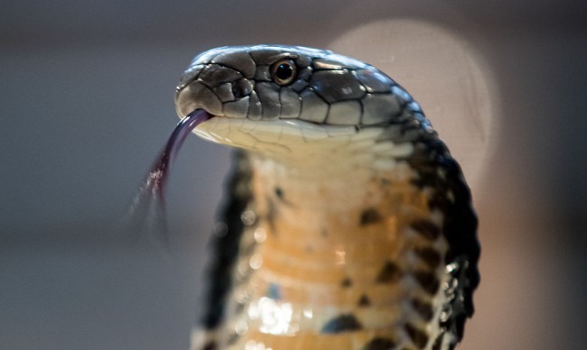 A King Cobra versus a Reticulated Python