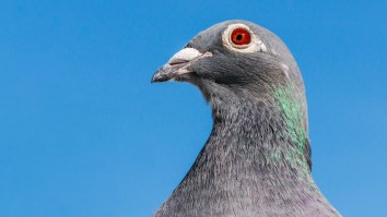 Someone Spent $1.9 Million On A Racing Pigeon Not Because They Should But Because They Can