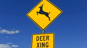 Sweet Jesus, States Are Making It Legal To Eat Roadkill