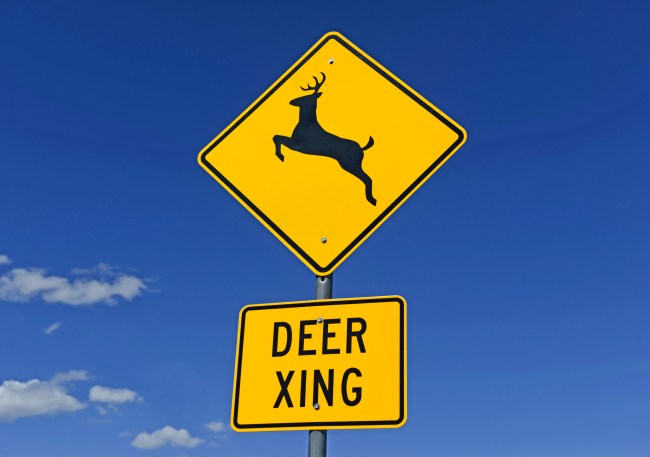 is it legal to eat roadkill? 
