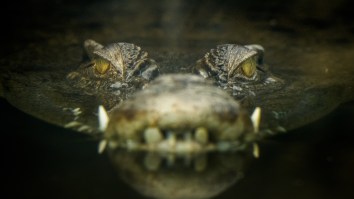 This 1,300-Pound Monster Crocodile Who Was Captured In Australia After Eating A Dozen Dogs Will Haunt Your Dreams