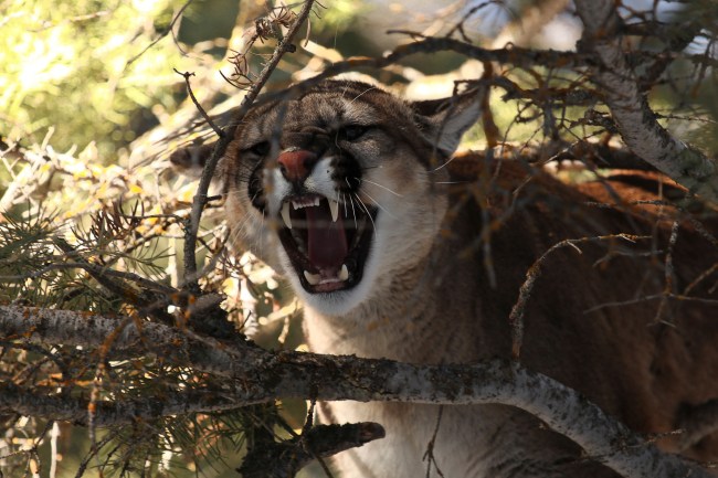 mountain lion jogger