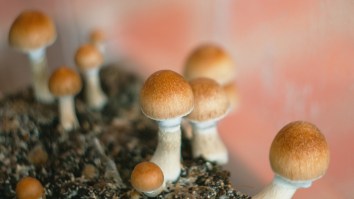 Denver Just Became The First City To Decriminalize Psychedelic Mushrooms