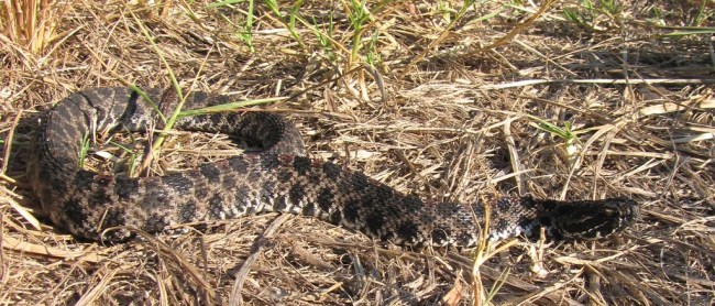 pigmy rattlesnake florida killed by parasitic worms