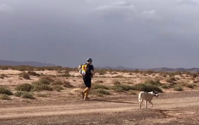 Cactus dog running ultra Marathon des Sables Sahara Desert