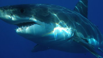 Diver Captures Possibly The Most Terrifying Photo Of A Great White Shark Ever