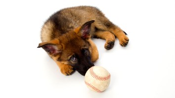 Christian Yelich Donged Three Deep Dingers Against The Cardinals After Giving A Little Girl A Puppy