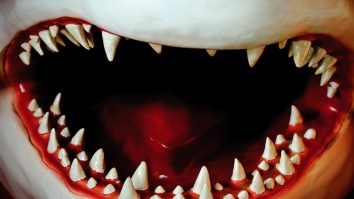 Crazy Encounter With A 17-Foot Great White Shark In The Florida Keys Ends With The Shark Ripping A Chum Bag Off The Boat