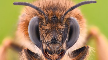 Woman’s ‘Eye Infection’ Was Actually BEES Living Inside Her Eye And BRB I’m Leaving The Planet Forever