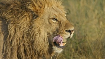 Rhino Poacher Trampled To Death By Elephants And Then His Body Was Devoured By Lions