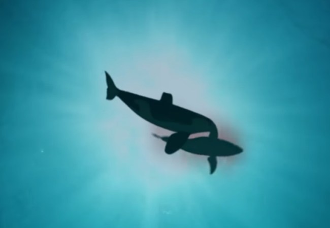 Great white sharks are afraid of orca killer whales