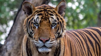 Former Las Vegas Illusionist Mauled In Bengal Tiger Attack