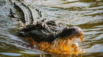 Footage Shows A Massive Alligator Sneaking Into A Naval Air Station In FL By Climbing A Damn Fence